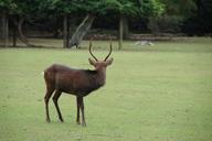 deer-nara-field-539041.jpg