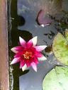 water-lily-nuphar-lutea-pond-garden-401689.jpg