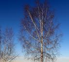 birch-trees-winter-sky-blue-mood-578645.jpg