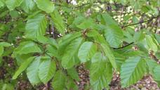 trunk-tree-forest-nature-the-bark-676052.jpg