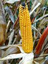 corn-on-the-cob-corn-corn-plant-482464.jpg