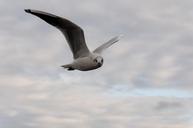 seagull-bird-flight-clouds-animal-335586.jpg