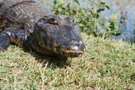 alligator-swamp-mato-grosso-brazil-831395.jpg