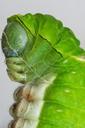 caterpillar-macro-nature-wildlife-543389.jpg