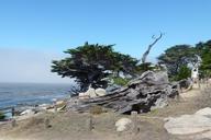 monterey-coast-trees-scenery-water-52947.jpg