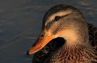 mallard-female-water-animals-bird-411606.jpg