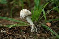 fungus-fungi-white-mushroom-nature-648213.jpg