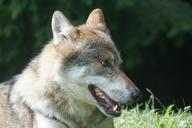 wolf-predator-european-wolf-mammal-1504405.jpg