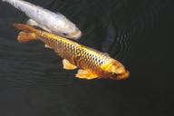 brocade-carp-koi-carp-fish-swim-1298624.jpg