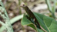 gecko-lizard-close-up-animal-465750.jpg