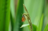 butterfly-meadow-grass-insect-wing-617603.jpg