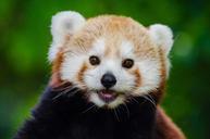 red-panda-lesser-panda-red-bear-cat-981231.jpg