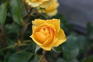 Yellow rose bud.jpg