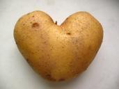 potato-vegetable-organic-natural-165648.jpg