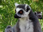 lemur-park-knuth-borg-safari-park-433500.jpg