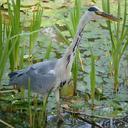 heron-bird-babu-beak-reed-851000.jpg