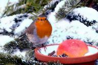 robin-erithacus-rubecula-bird-1200467.jpg