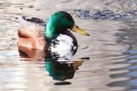 mallard-anas-platyrhynchos-drake-288903.jpg