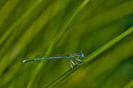 white-legged-damselfly-darter-123741.jpg