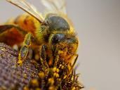 bee-pollinating-macro-close-up-616638.jpg