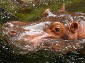 hippopotamus-hippo-paarhufer-mammal-7429.jpg