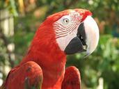 parrot-parrots-bird-birds-animals-460153.jpg