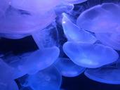 marine-ocean-jellyfish-sea-glowing-1610979.jpg