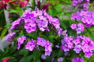 purple-flowers-purple-bloom-flower-1416508.jpg