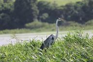 heron-nature-tropical-birds-bird-717367.jpg