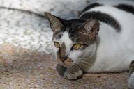 cat-tabby-head-face-close-up-214628.jpg