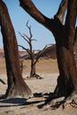 tree-forest-desert-africa-425138.jpg