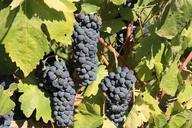 grapes-vineyard-vintage-wine-575263.jpg