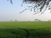 green-ground-grassland-landscape-338229.jpg