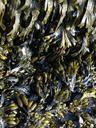 seaweed-aquatic-plants-sea-close-768377.jpg