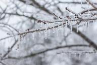 ice-icicle-branch-frozen-snow-647015.jpg