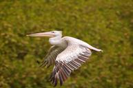 pelican-bird-flight-crow-flies-621373.jpg