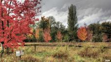 mailbox-trees-clouds-nature-63903.jpg