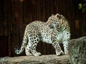 leopard-fauna-feline-stains-skin-1098433.jpg