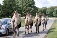 camel-way-nature-zoo-961824.jpg