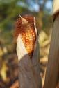 corn-indian-corn-fall-autumn-farm-487967.jpg