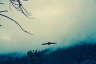 raven-wild-fog-black-animal-1428937.jpg