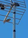 sparrow-antenna-sky-bird-990050.jpg