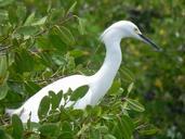 great-egret-animals-ave-331030.jpg