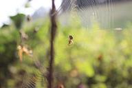 spider-web-landscape-insect-480068.jpg