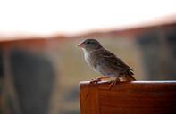 sparrow-bird-nature-natural-954466.jpg