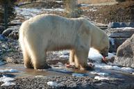 polar-bear-white-eating-carcass-744277.jpg