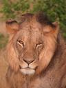 lion-kenya-wildlife-africa-nature-403763.jpg