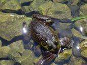 frog-pond-water-amphibian-green-647789.jpg