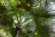 palm-summer-holiday-tree-exotic-1027955.jpg