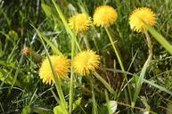 spring-dandelion-yellow-serenity-729658.jpg